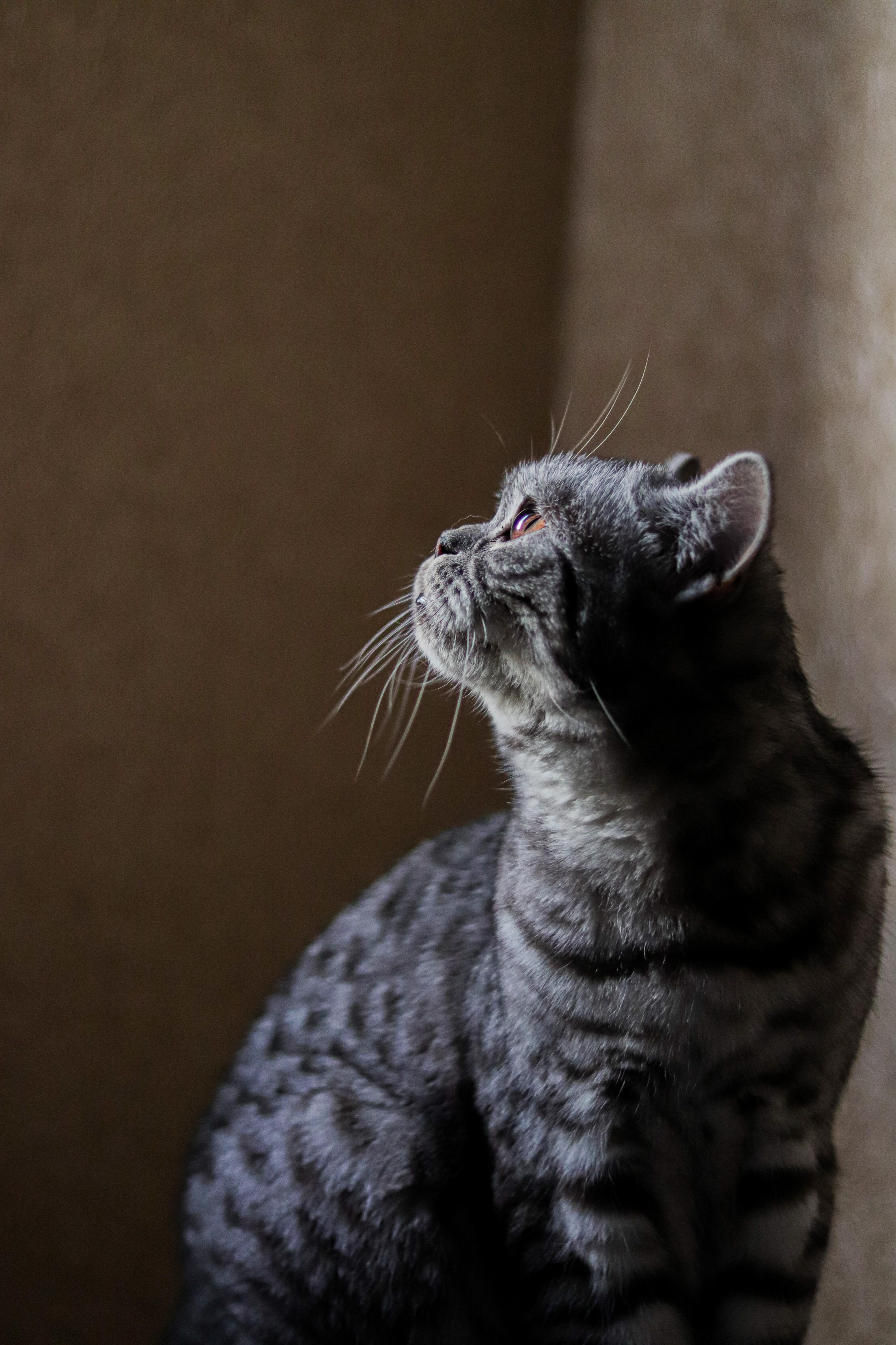 布偶貓餵食攻略：揭開養育布偶貓的秘訣！