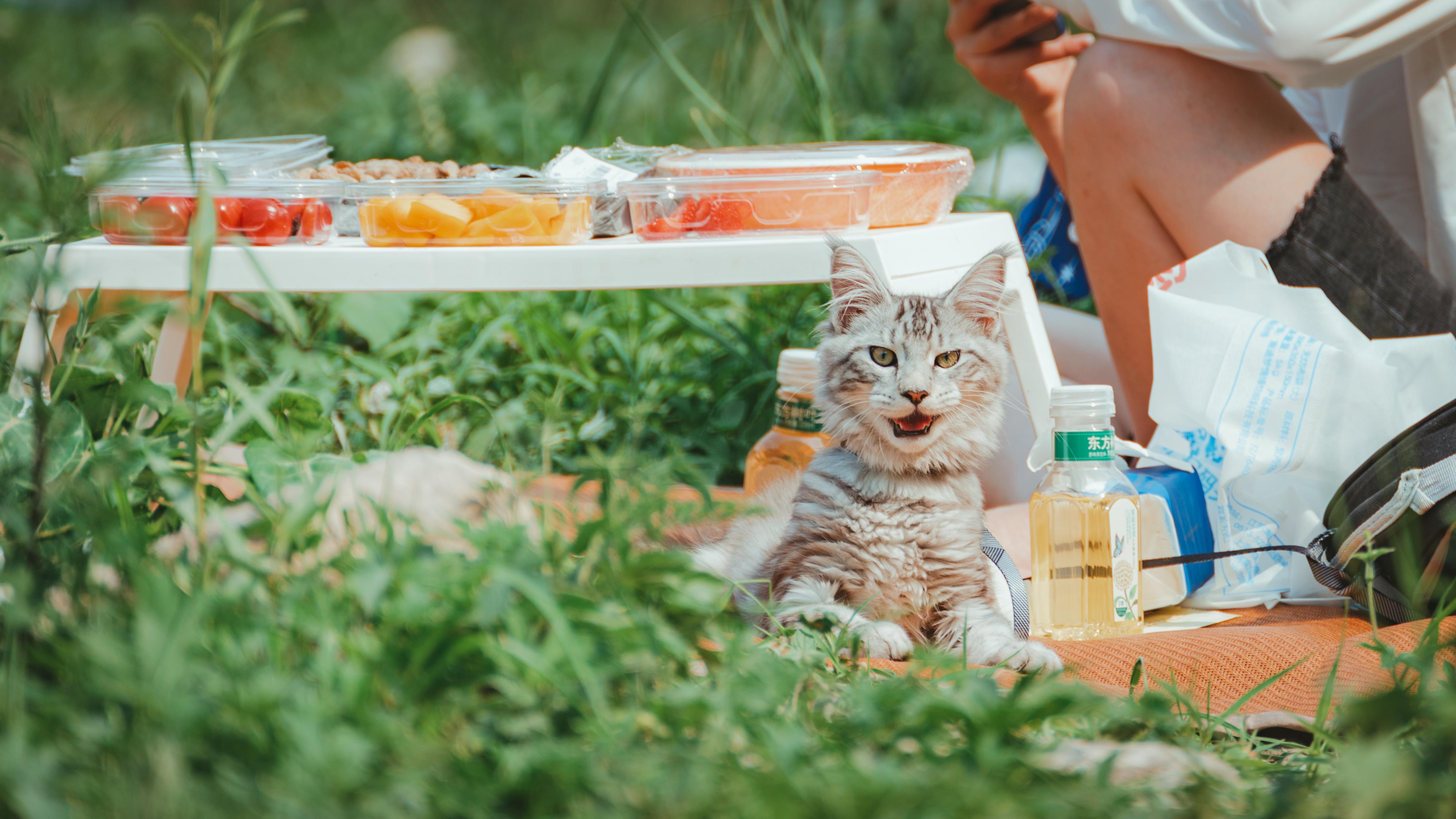 布偶貓爆毛大揭密：如何應對及解決這個問題