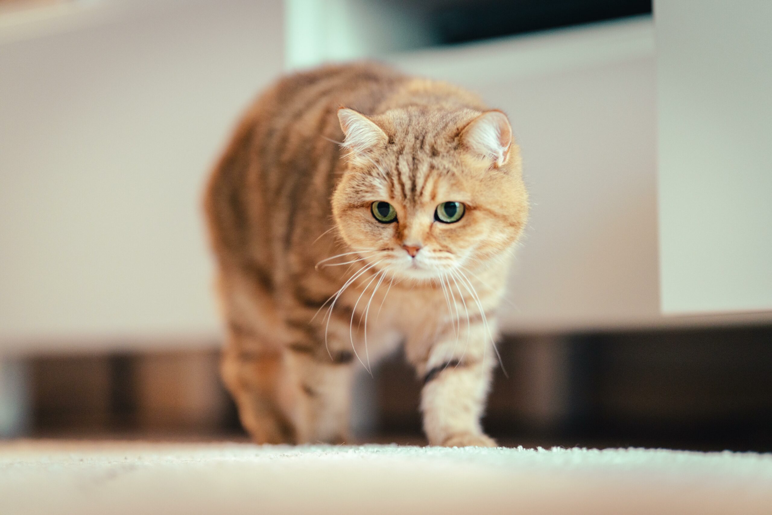 「貓壽命最長」British Shorthair貓：完全指南及護理秘訣
