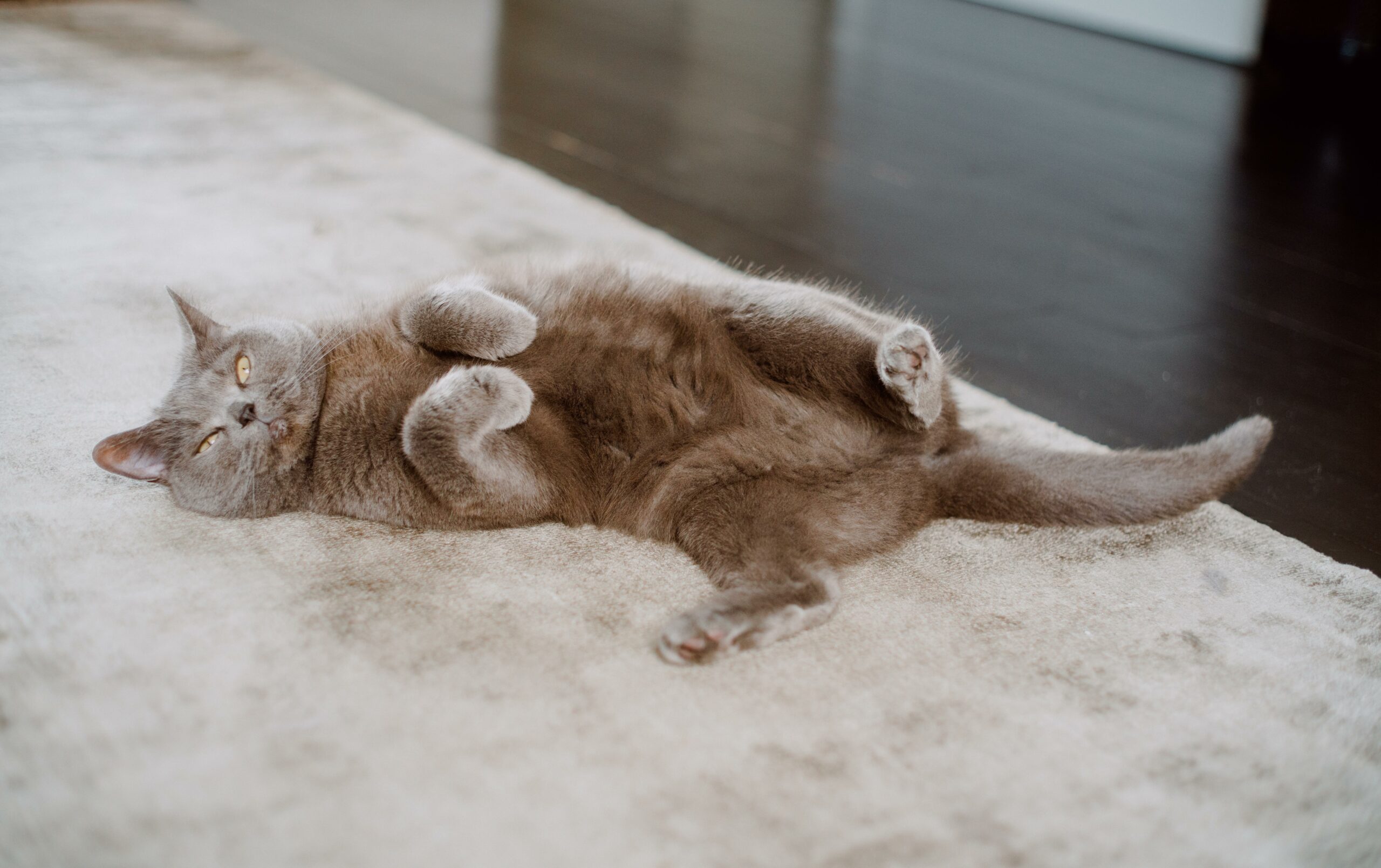 無毛貓壽命：了解這些無毛品種的長壽秘訣