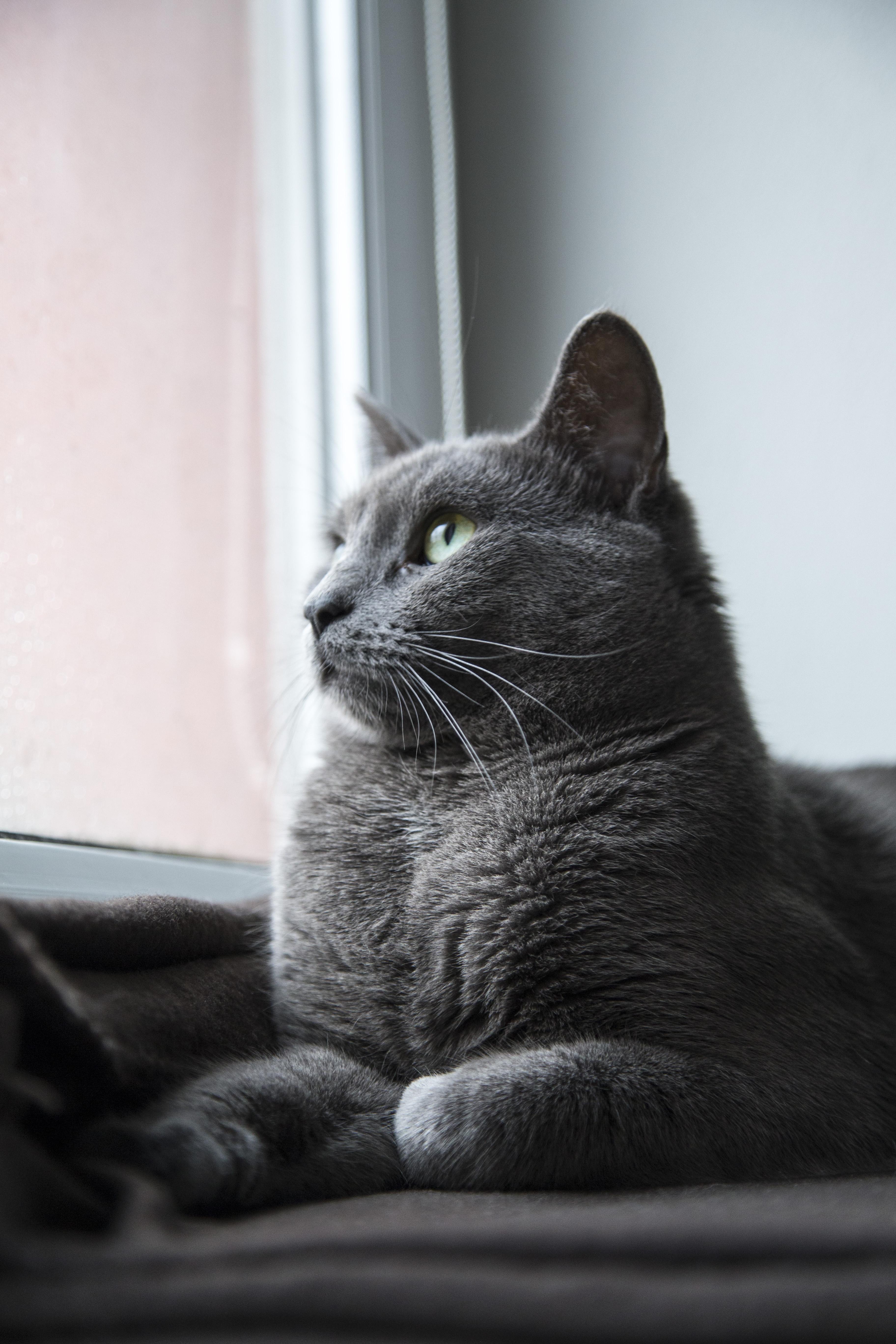 英國短毛貓藍貓：完美配對你的貓伴侶